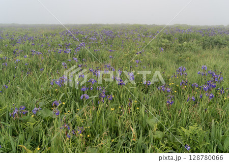 海霧の中のあやめが原 128780066