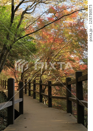 茨城県の小町山（こまちやま）のハイキングコース沿いにある、紅葉がピークのもみじ谷 128780075