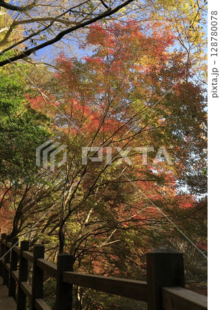 茨城県の小町山（こまちやま）のハイキングコース沿いにある、紅葉がピークのもみじ谷 128780078