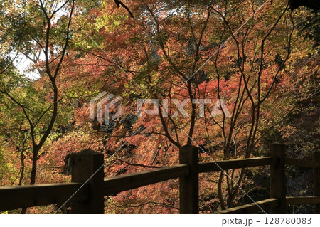 茨城県の小町山(こまちやま)のハイキングコース沿いにある、紅葉がピークのもみじ谷 茨城県の小町山(こまちやま)のハイキングコース沿いにある、紅葉がピークのもみじ谷 128780083