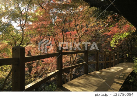 茨城県の小町山（こまちやま）のハイキングコース沿いにある、紅葉がピークのもみじ谷 128780084