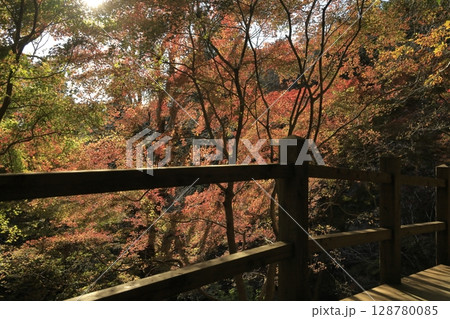 茨城県の小町山（こまちやま）のハイキングコース沿いにある、紅葉がピークのもみじ谷 128780085