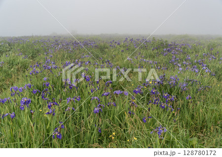 海霧の中のあやめが原 128780172