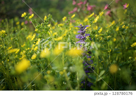 「心休まる家庭」の花言葉を持つアジュガと「小悪魔のような魅力」の花言葉のヘビイチゴの花の群生。 「心休まる家庭」の花言葉を持つアジュガと「小悪魔のような魅力」の花言葉のヘビイチゴの花の群生。 128780176