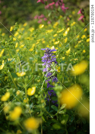 「心休まる家庭」の花言葉を持つアジュガと「小悪魔のような魅力」の花言葉のヘビイチゴの花の群生。 128780194