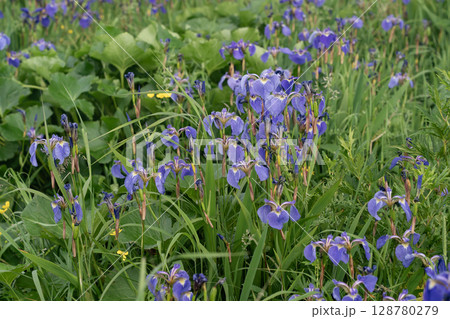 海霧の中のあやめが原 128780279