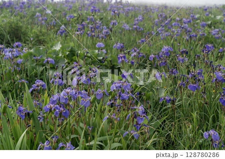 海霧の中のあやめが原 128780286