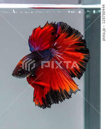 A colorful of Siamese fighting fish in the water A colorful of Siamese fighting fish in the water 128780444