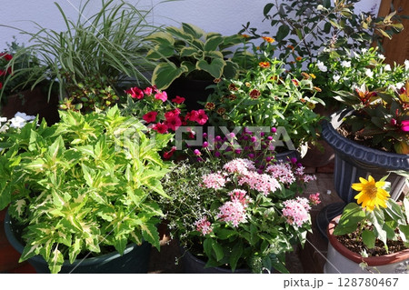 玄関前の夏の花寄せ植え&寄せ鉢 玄関前の夏の花寄せ植え&寄せ鉢 128780467