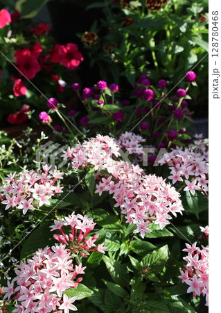 ペンタスとミニセンンチコウの寄せ植え&寄せ鉢 ペンタスとミニセンンチコウの寄せ植え&寄せ鉢 128780468