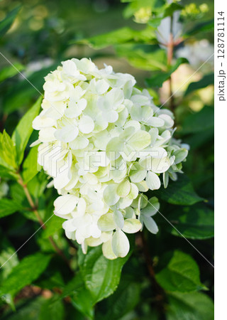 Hydrangea Bonfaire in Blooming Season 128781114