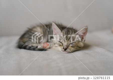 Sleeping Kitten Resting Peacefully Indoors 128781115