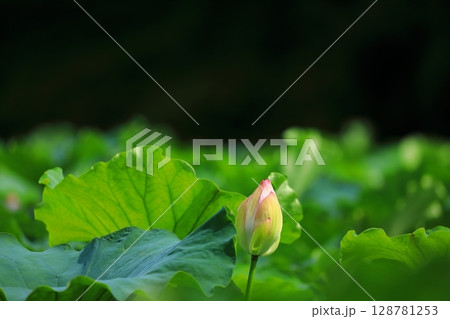 開花した蓮のつぼみ 開花した蓮のつぼみ 128781253