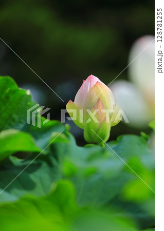 開花した蓮のつぼみ 128781255