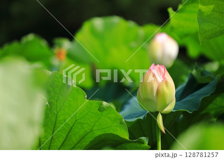 開花した蓮のつぼみ 開花した蓮のつぼみ 128781257