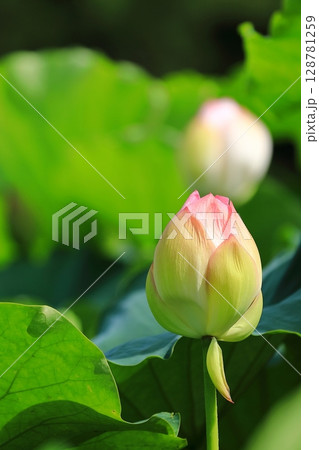 開花した蓮のつぼみ 128781259