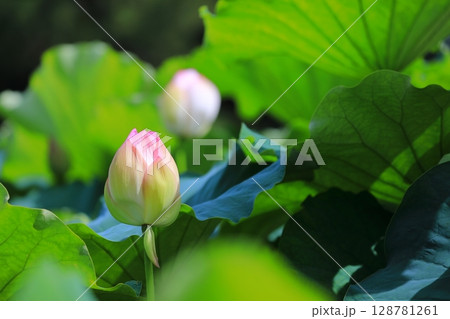 開花した蓮のつぼみ 開花した蓮のつぼみ 128781261