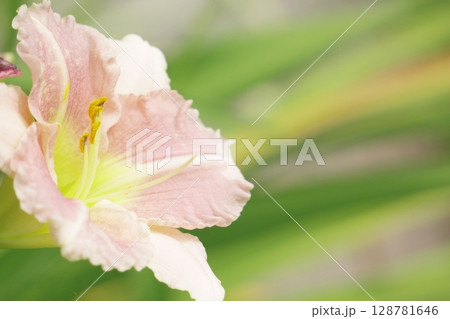 ピンクのヘメロカリス 128781646