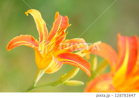 ユリに似た花　オレンジのノカンゾウ 128781647