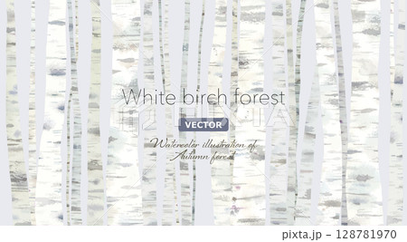 シラカバ林の水彩イラスト。静かな秋冬の森のイメージ背景。（ベクター。） 128781970