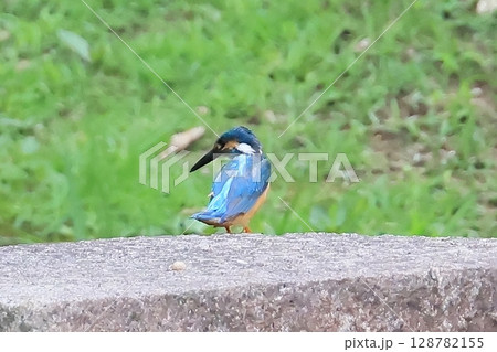 カワセミ カワセミ 128782155