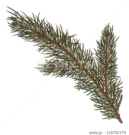 Pine tree branch in color hand sketch, evergreen plant. Pine tree branch in color hand sketch, evergreen plant. 128782379