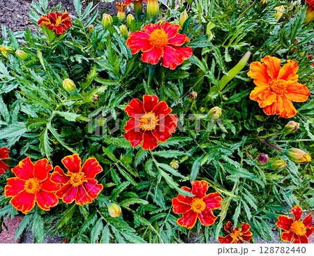 marigold flower in the garden 128782440