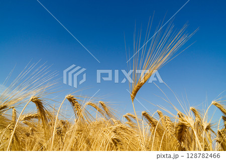 Golden wheat field under clear blue sky showcasing nature's bounty and sustainability efforts Golden wheat field under clear blue sky showcasing nature's bounty and sustainability efforts 128782466