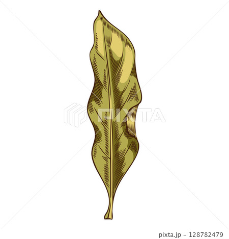 Watercolor bay leaf sketch, hand drawn, vector engraved illustration. Watercolor bay leaf sketch, hand drawn, vector engraved illustration. 128782479