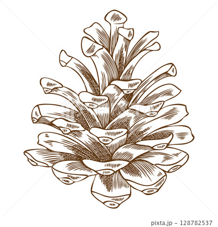 Pine cone sketch, fir cone botanical engraved hand drawn vector illustration, natural coniferous fragrance, forest scent Pine cone sketch, fir cone botanical engraved hand drawn vector illustration, natural coniferous fragrance, forest scent 128782537