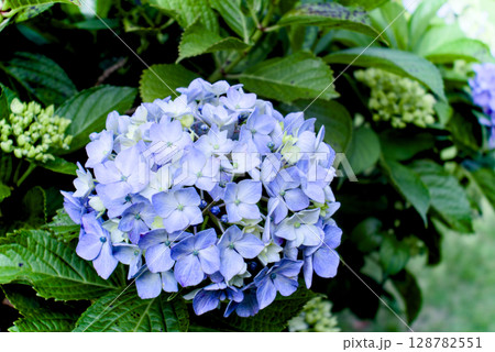 晴れた日の色鮮やかな紫色の紫陽花の美しい風景 晴れた日の色鮮やかな紫色の紫陽花の美しい風景 128782551