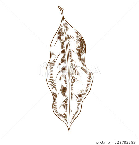 Laurel plant leaf sketch, vector engraved hand drawn fragrant herbal tea or condiment foliage, mulled wine ingredient 128782585