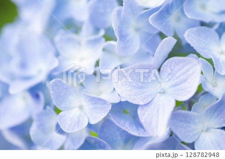 あじさい あじさい 128782948