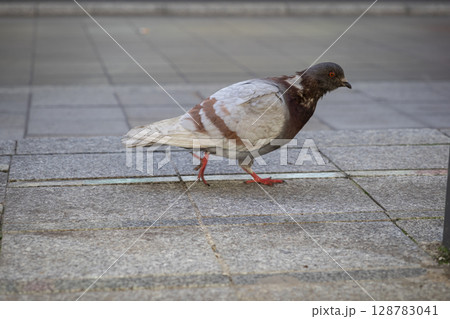 A brown and white urban pigeon with striking red feet walks on a paved city sidewalk, embodying a common sight of everyday city life 128783041