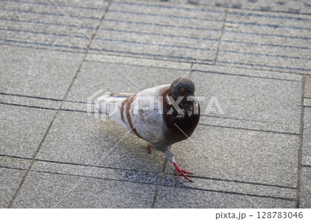 A common city pigeon with distinctive brown and gray plumage confidently walks on the textured urban sidewalk, symbolizing adaptable wildlife 128783046