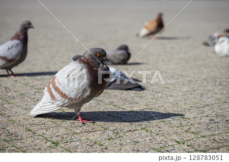 A striking brown and white pigeon stands alertly on an outdoor urban pavement, its vibrant features highlighted by bright sunlight, amongst other blurred birds representing natural city life A striking brown and white pigeon stands alertly on an outdoor urban pavement, its vibrant features highlighted by bright sunlight, amongst other blurred birds representing natural city life 128783051