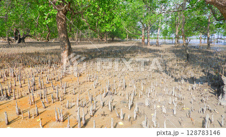 Dense Mangrove Forest with Pneumatophores Exposed During Low Tide Dense Mangrove Forest with Pneumatophores Exposed During Low Tide 128783146