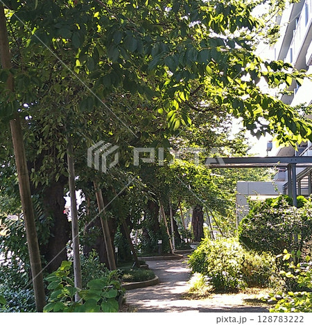 昼間の散歩の癒しの時間と空間 昼間の散歩の癒しの時間と空間 128783222