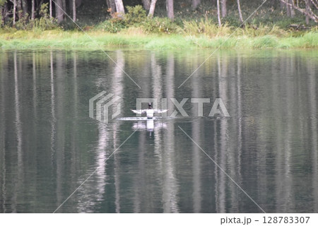 長野県　茅野市　御射鹿池　東山魁夷が描いた池 128783307