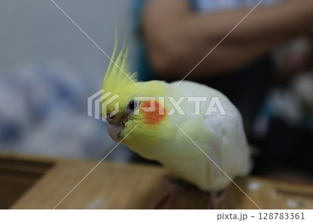 オカメインコ オカメ 鳥 128783361