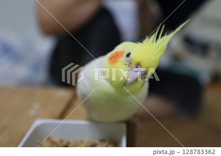 オカメインコ オカメ 鳥 128783362