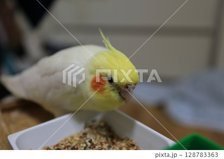 オカメインコ オカメ 鳥 128783363