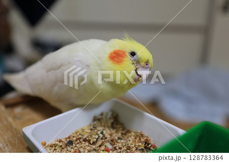 オカメインコ オカメ 鳥 128783364