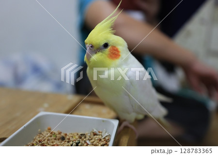 オカメインコ オカメ 鳥 128783365