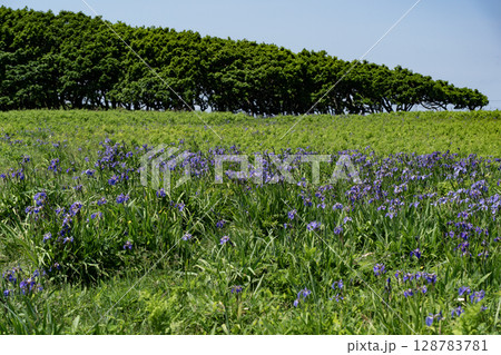 北方原生花園 北方原生花園 128783781