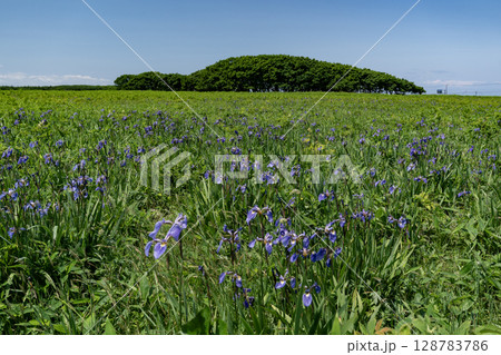 北方原生花園 128783786
