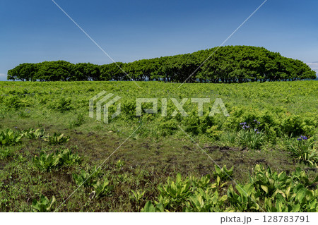 北方原生花園 128783791