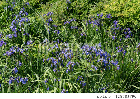 北方原生花園 128783796