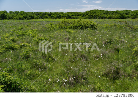 北方原生花園 128783806