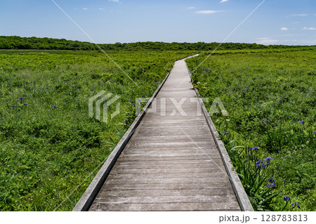 北方原生花園 北方原生花園 128783813